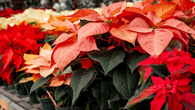 Poinsettias